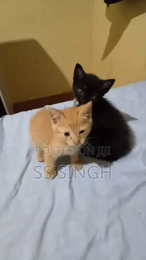 0-1 month Male Mixed Breed Exotic