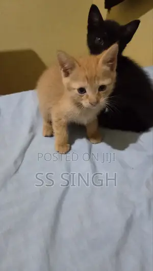 0-1 month Male Mixed Breed Exotic