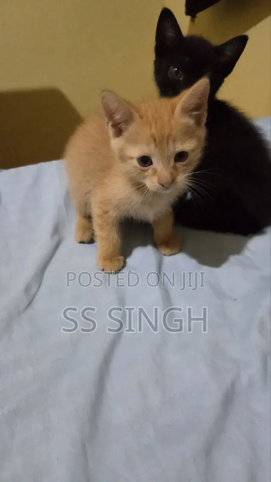 0-1 month Male Mixed Breed Exotic