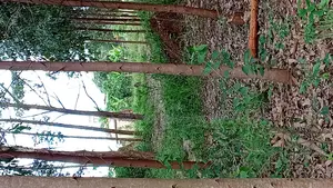 5 Acres of Private Mailo Land