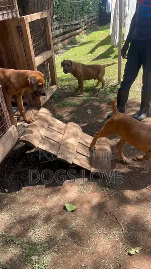 1-3 months Female Purebred Rhodesian Ridgeback