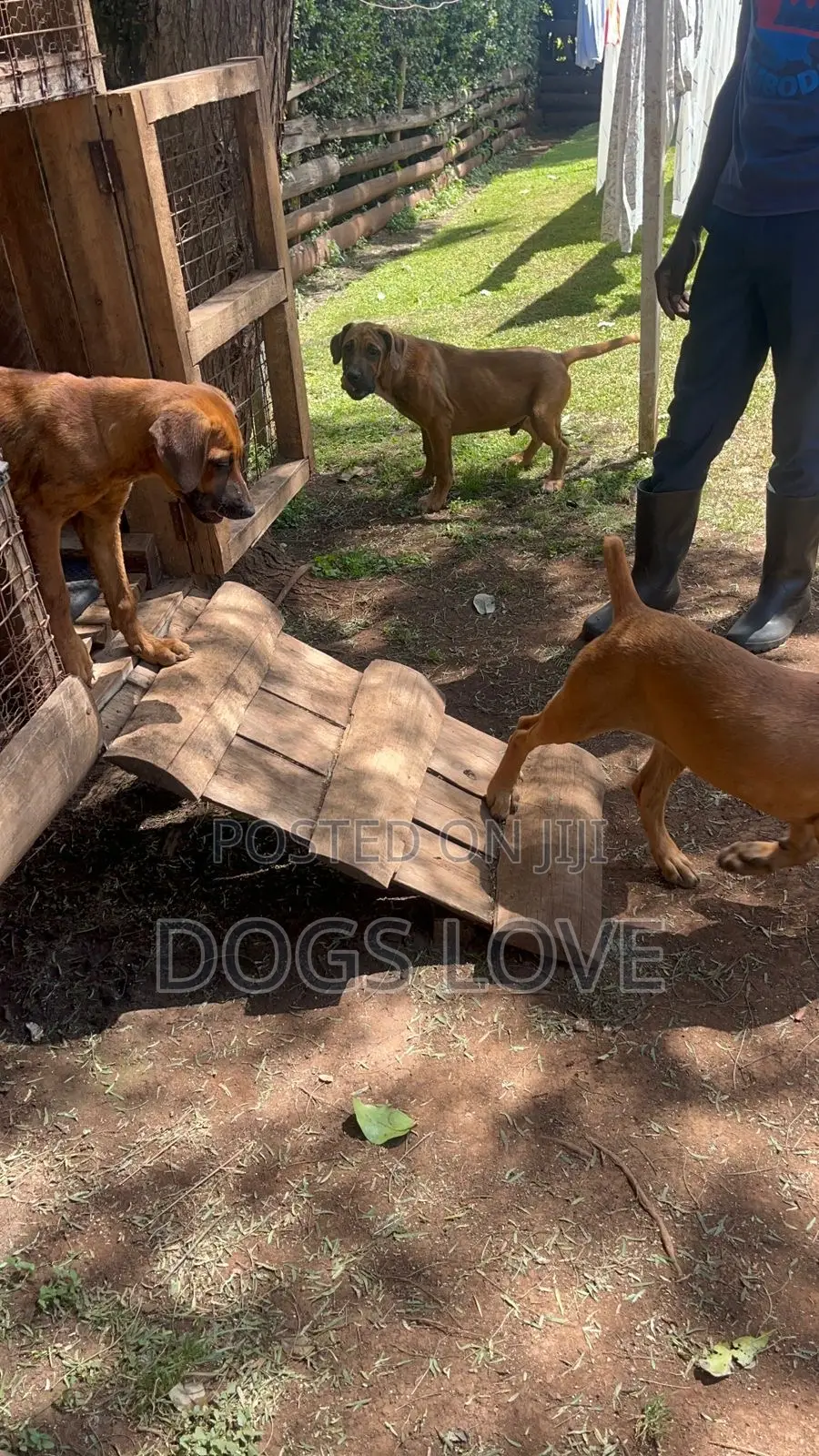 1-3 months Female Purebred Rhodesian Ridgeback