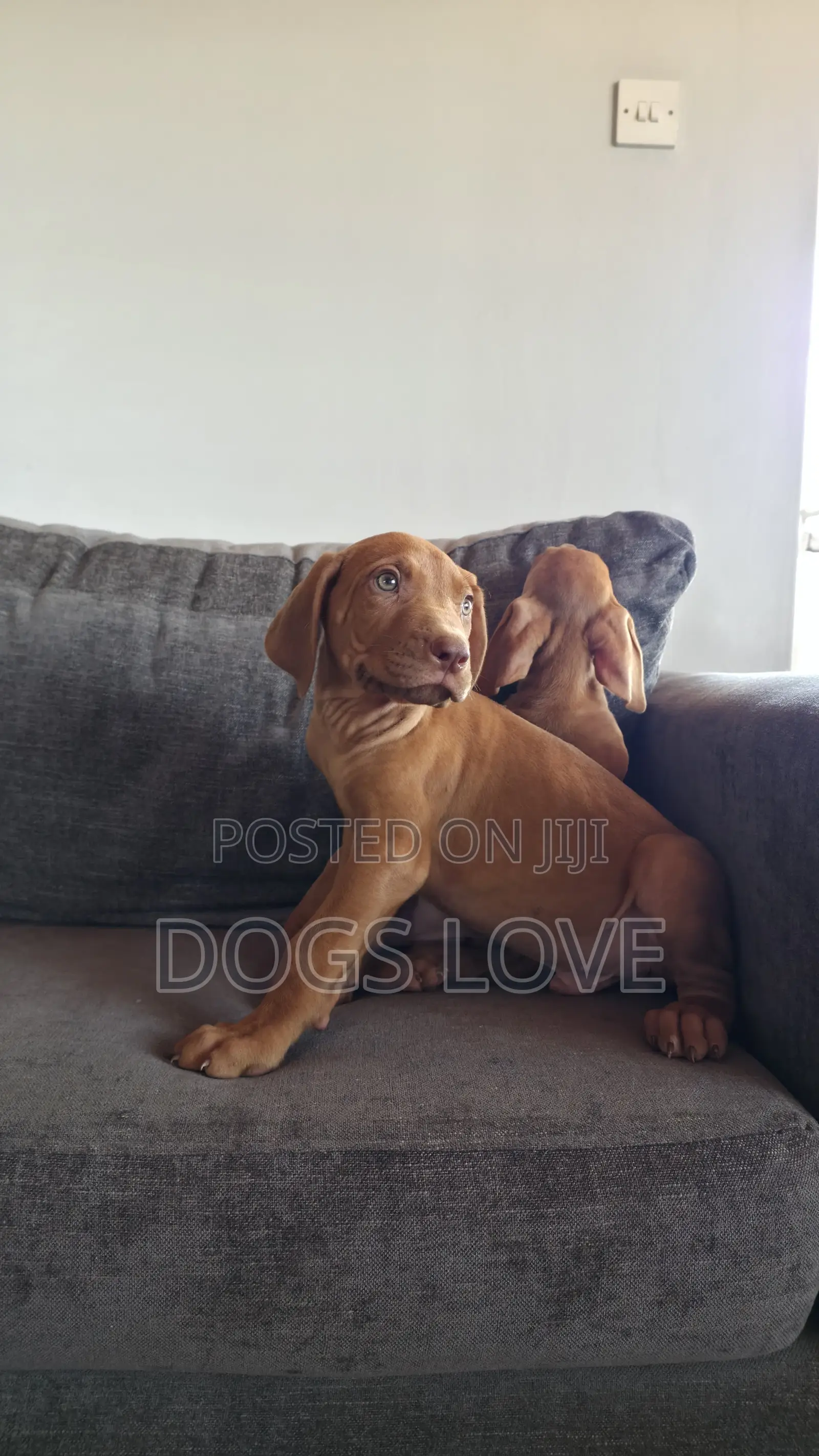 1-3 months Female Purebred Rhodesian Ridgeback