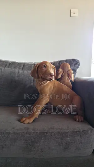 1-3 months Female Purebred Rhodesian Ridgeback