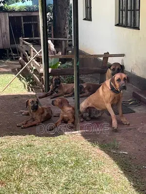 1-3 months Female Purebred Rhodesian Ridgeback