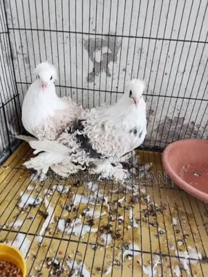 Frillback Pigeons
