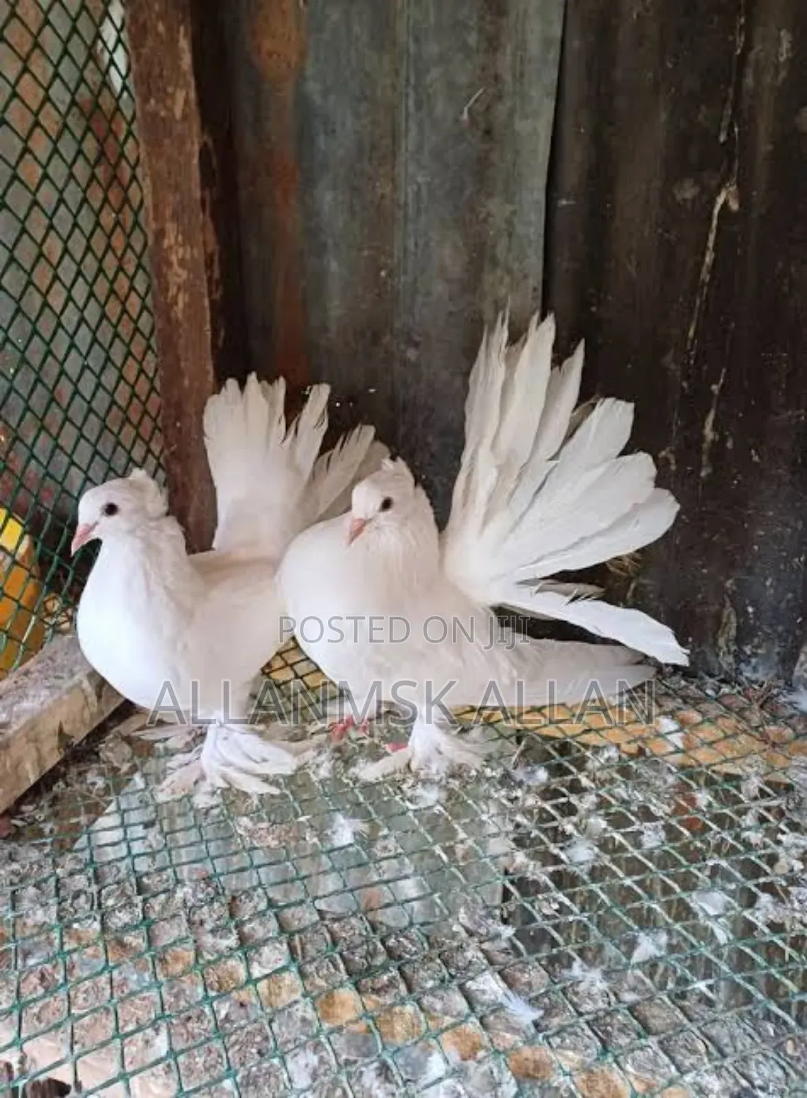 American Fantail Pigeons