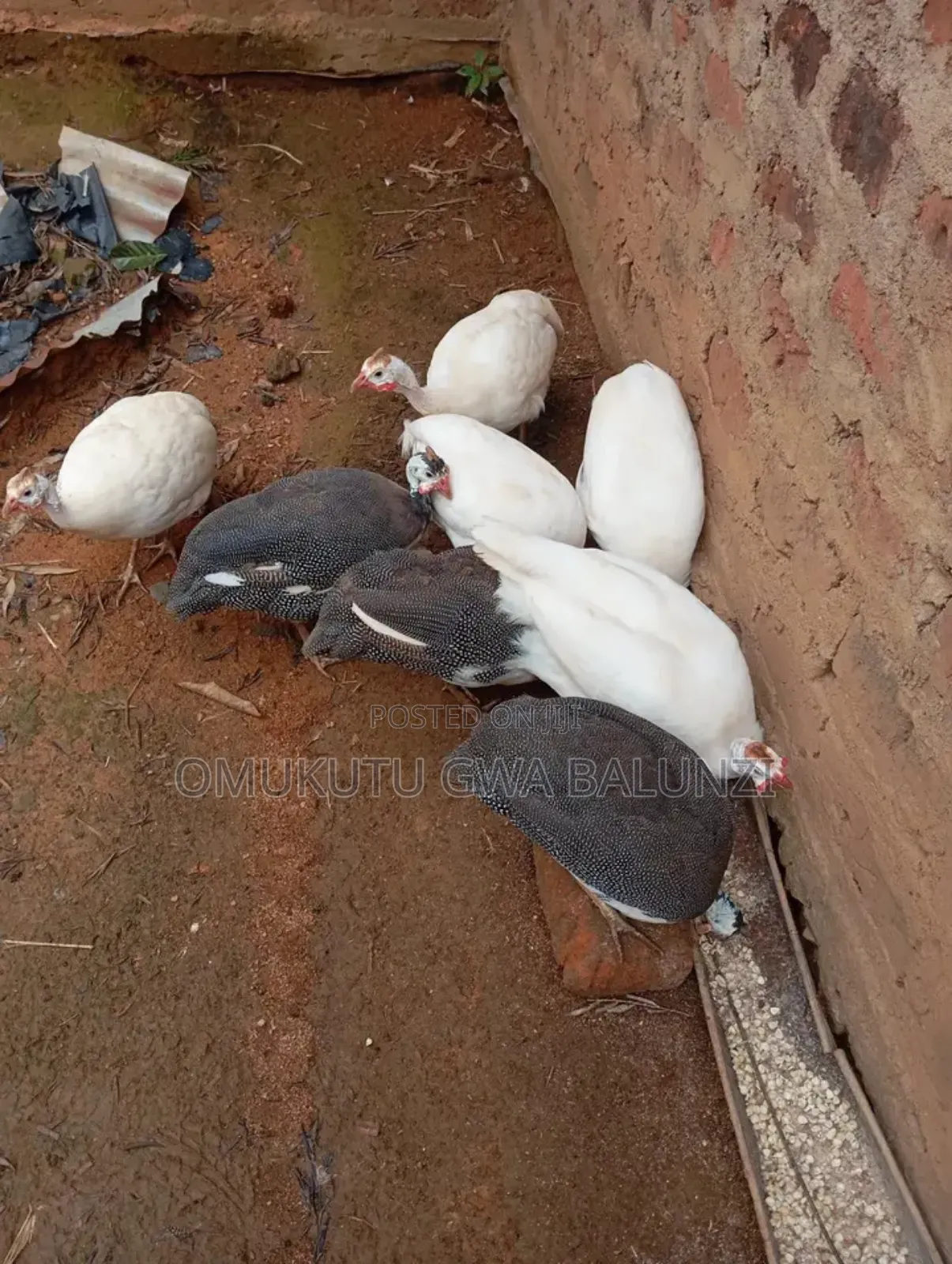 White Guniea Fowls and Black Donated