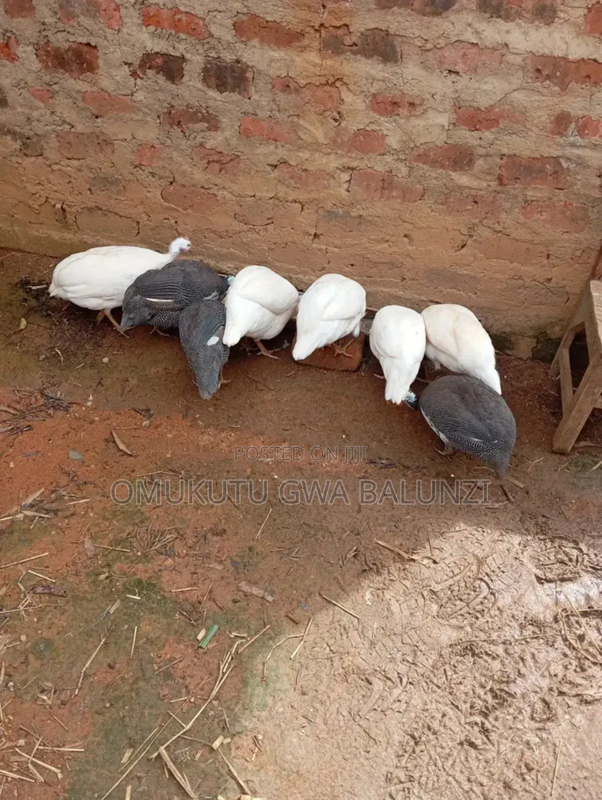 White Guniea Fowls and Black Donated