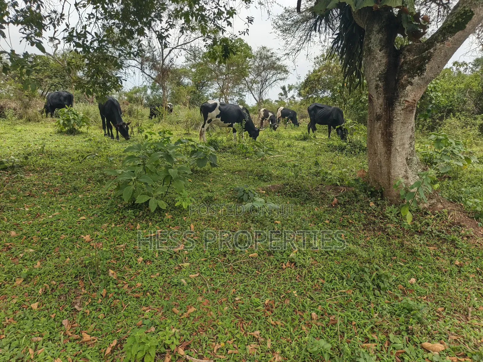 Farmland on Sale