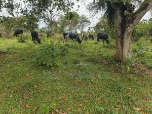 Farmland on Sale