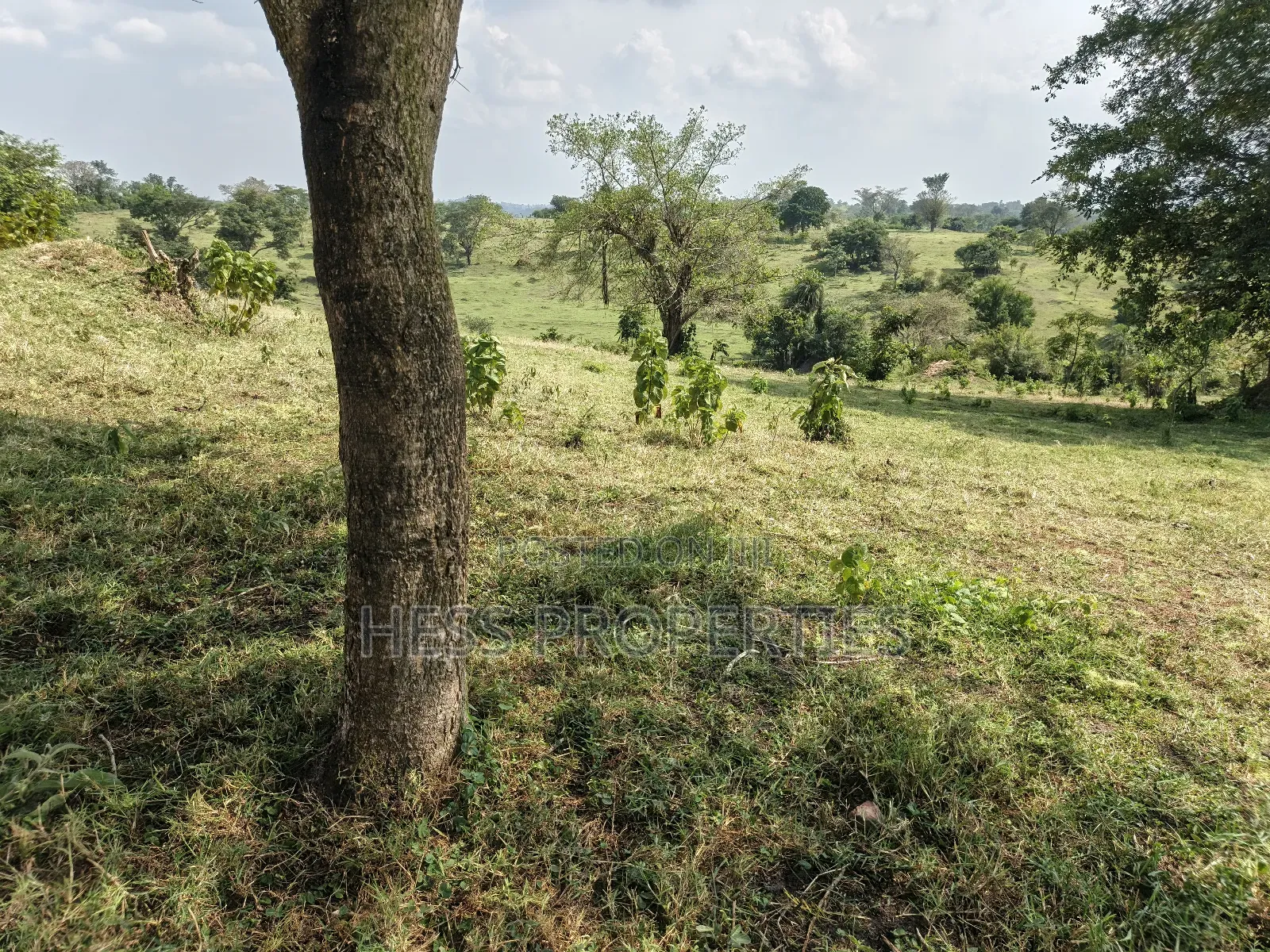 Bisozi-Kamwenge Farmland on Sale