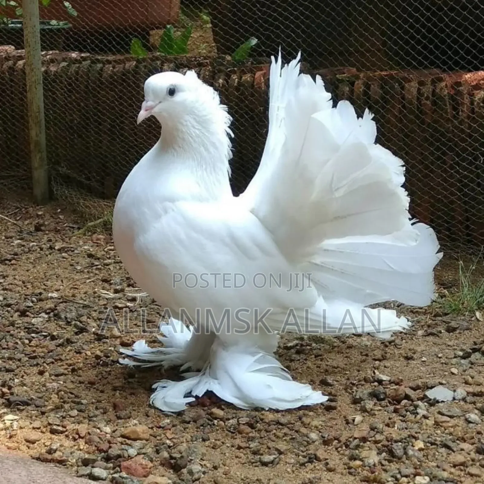 American Fantail Pigeons