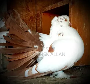 American Fantail Pigeons