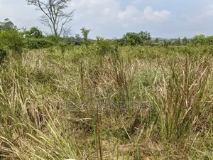 Agricultural Land in Kamwenge on Sale