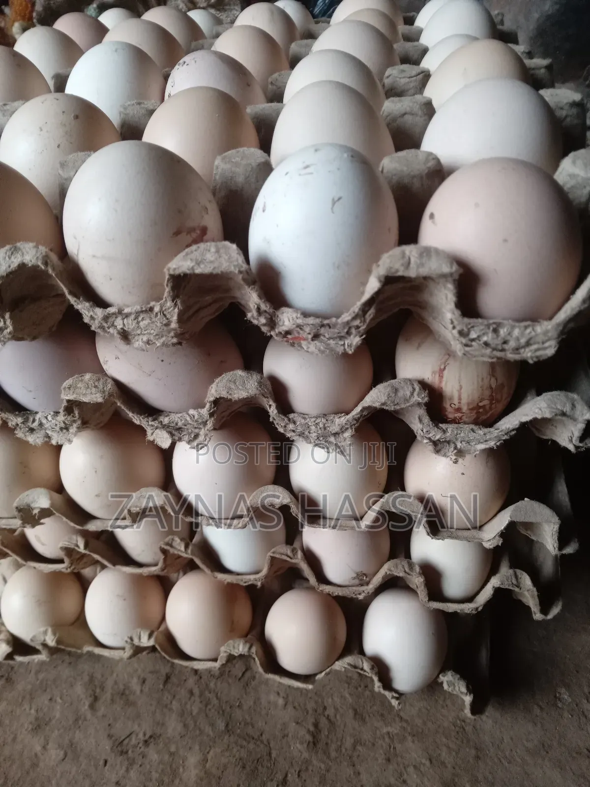 Best Poultry Local Breeders Farm
