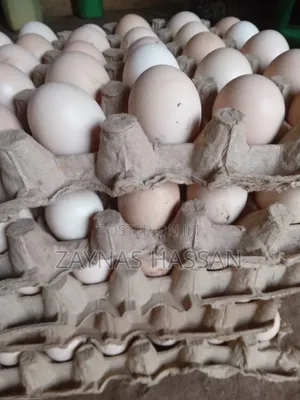 Best Poultry Local Breeders Farm