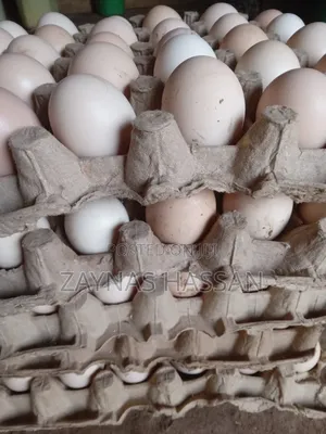 Best Poultry Local Breeders Farm
