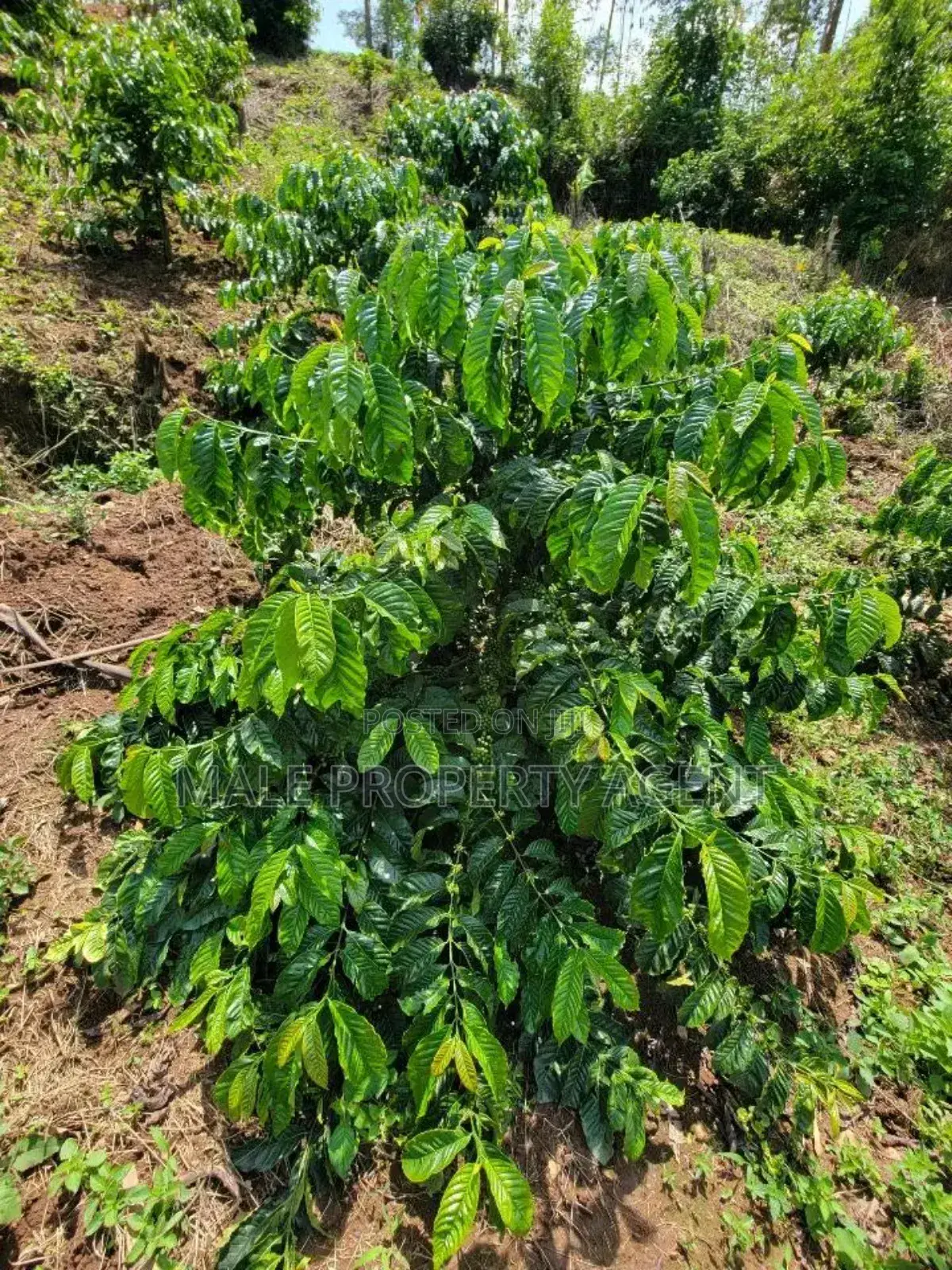 Coffee Plantation