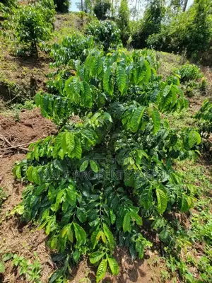 Coffee Plantation