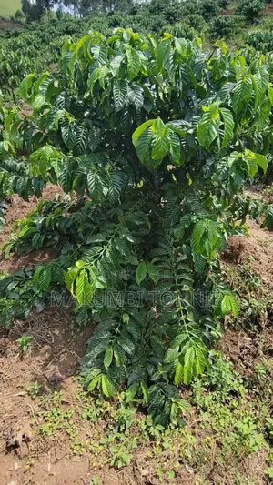 Coffee Plantation