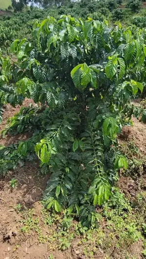 Coffee Plantation
