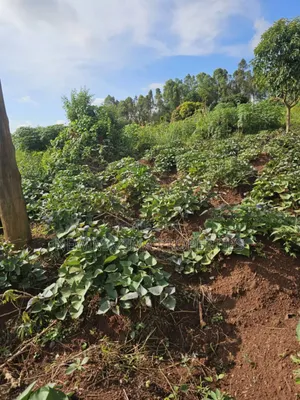 Full Acre on Forced Sale in Heart of Kitende Nalubude Along Ntebe Rd