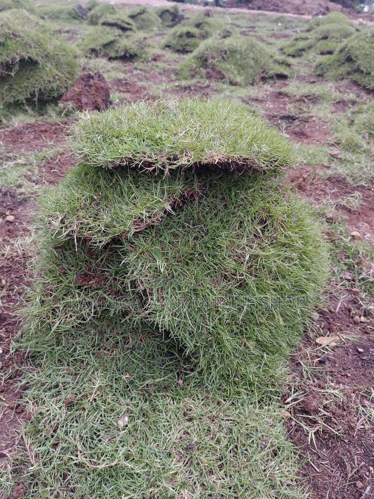 Garden Soft Natural Paspalum Grass