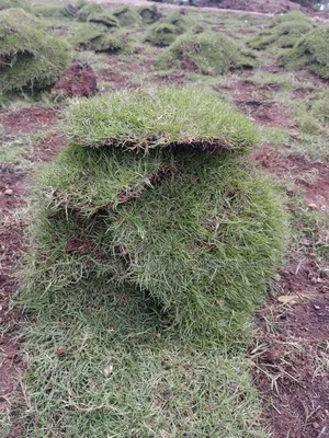 Garden Soft Natural Paspalum Grass