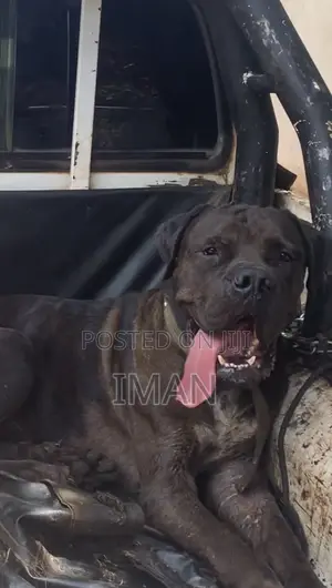 1+ year Male Purebred Boerboel