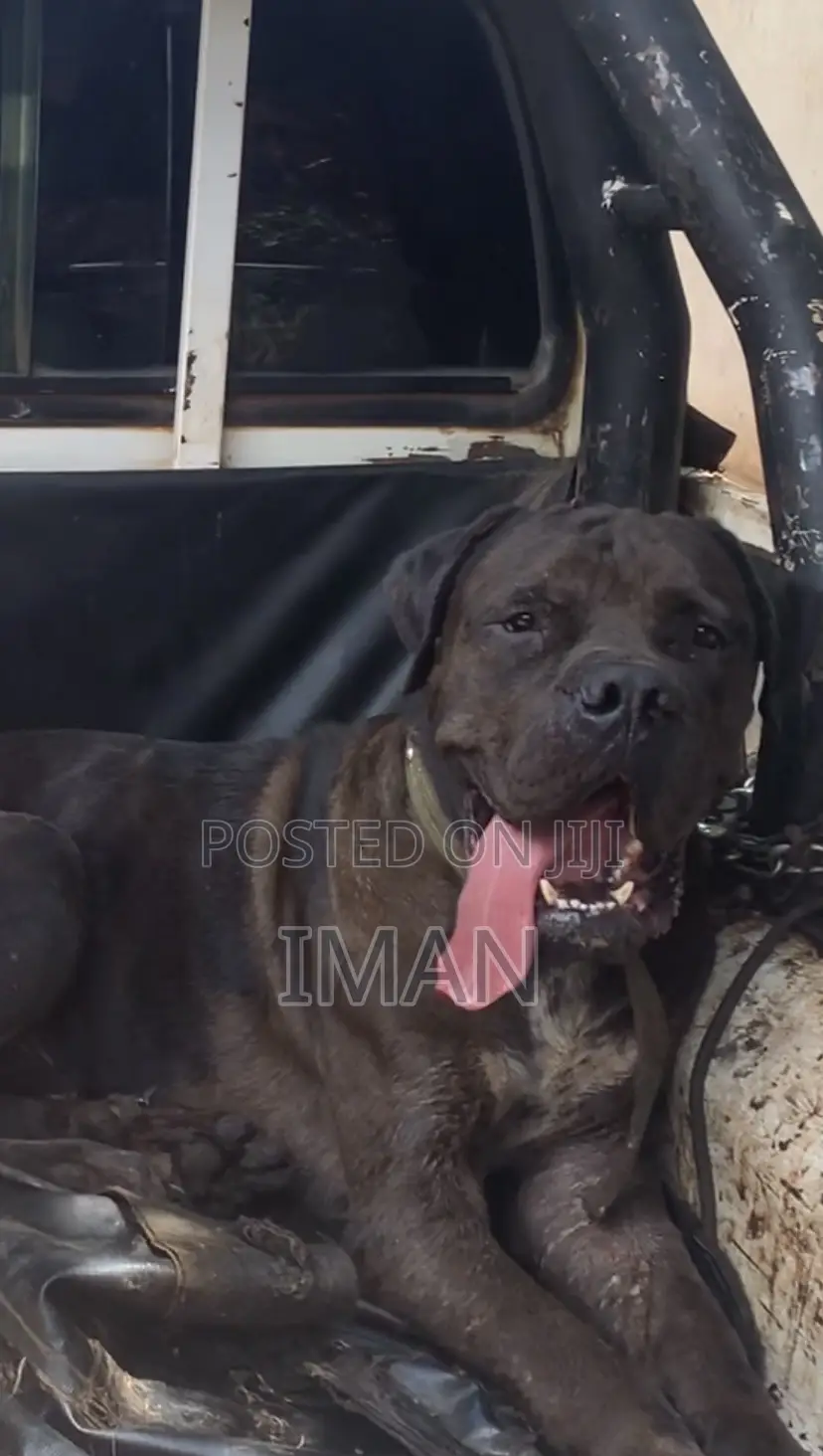 1+ year Male Purebred Boerboel