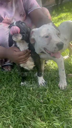 1+ year Male Purebred Boerboel