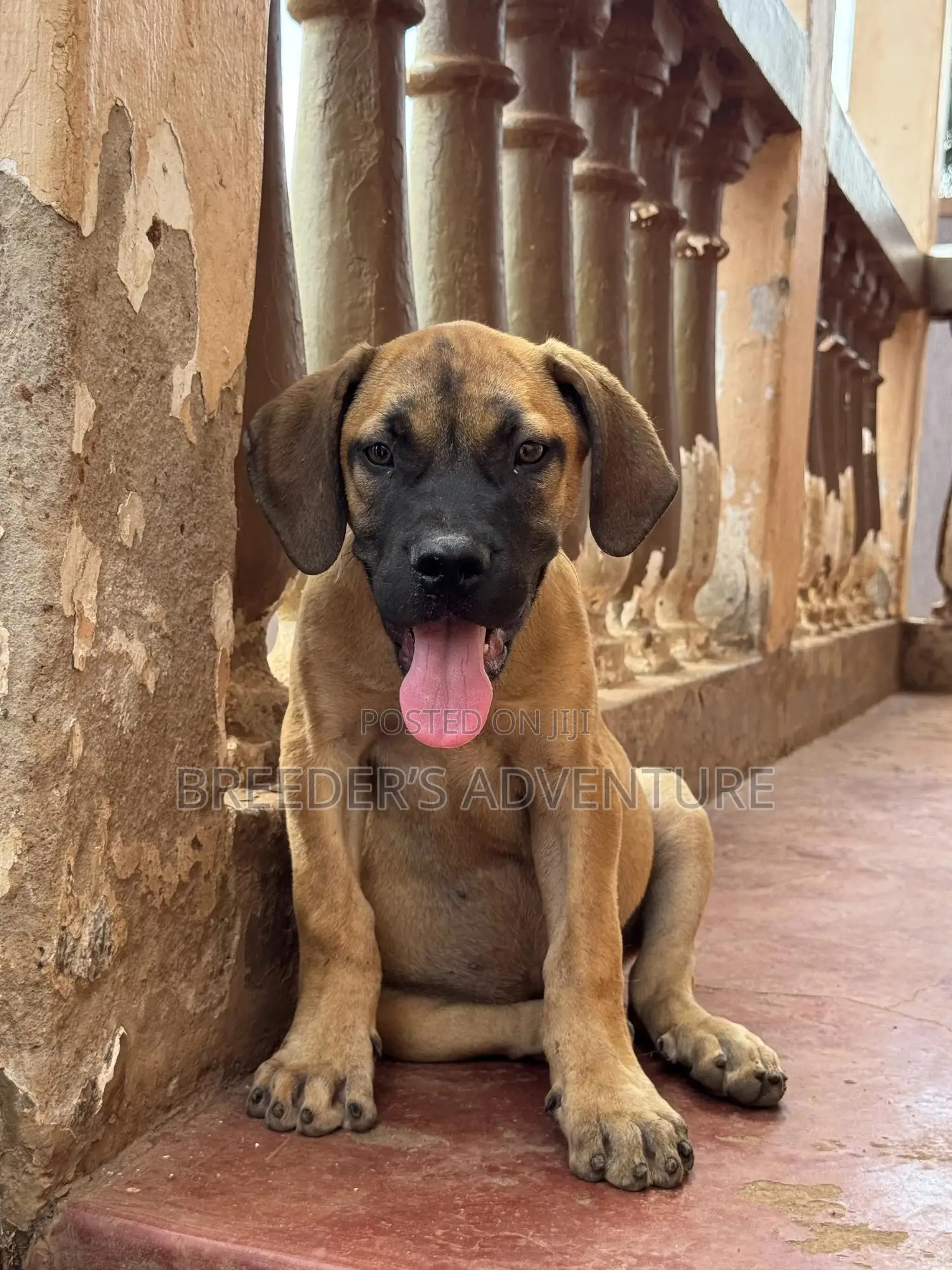 1-3 months Male Purebred Boerboel