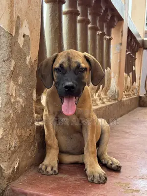 1-3 months Male Purebred Boerboel