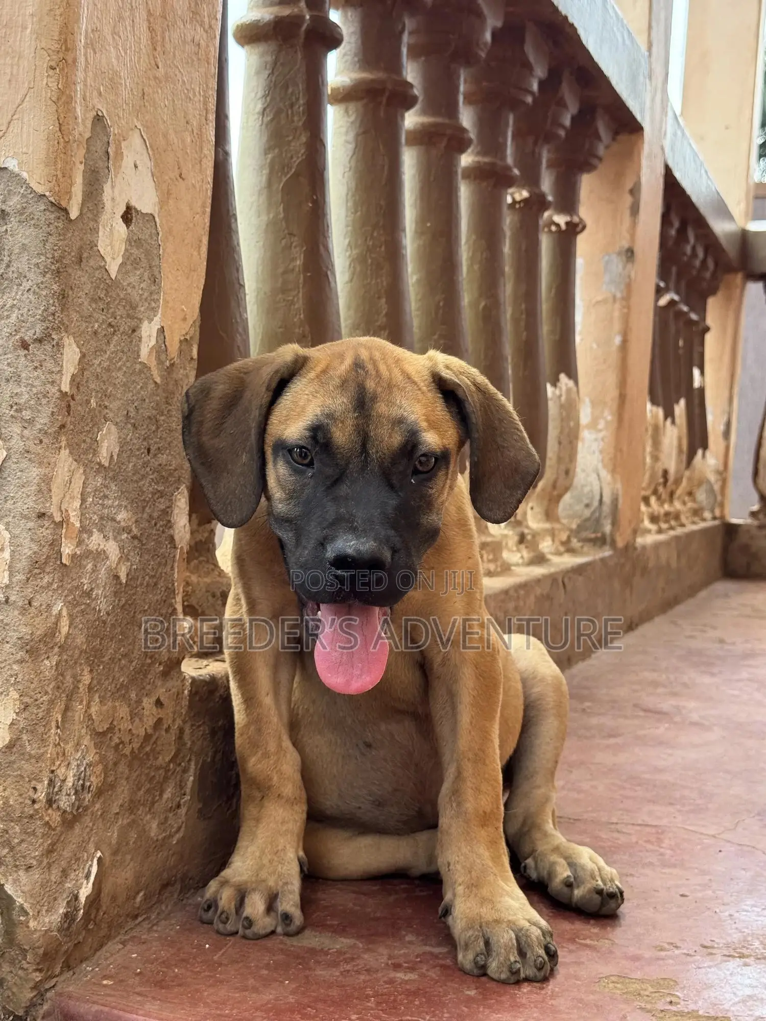 1-3 months Male Purebred Boerboel