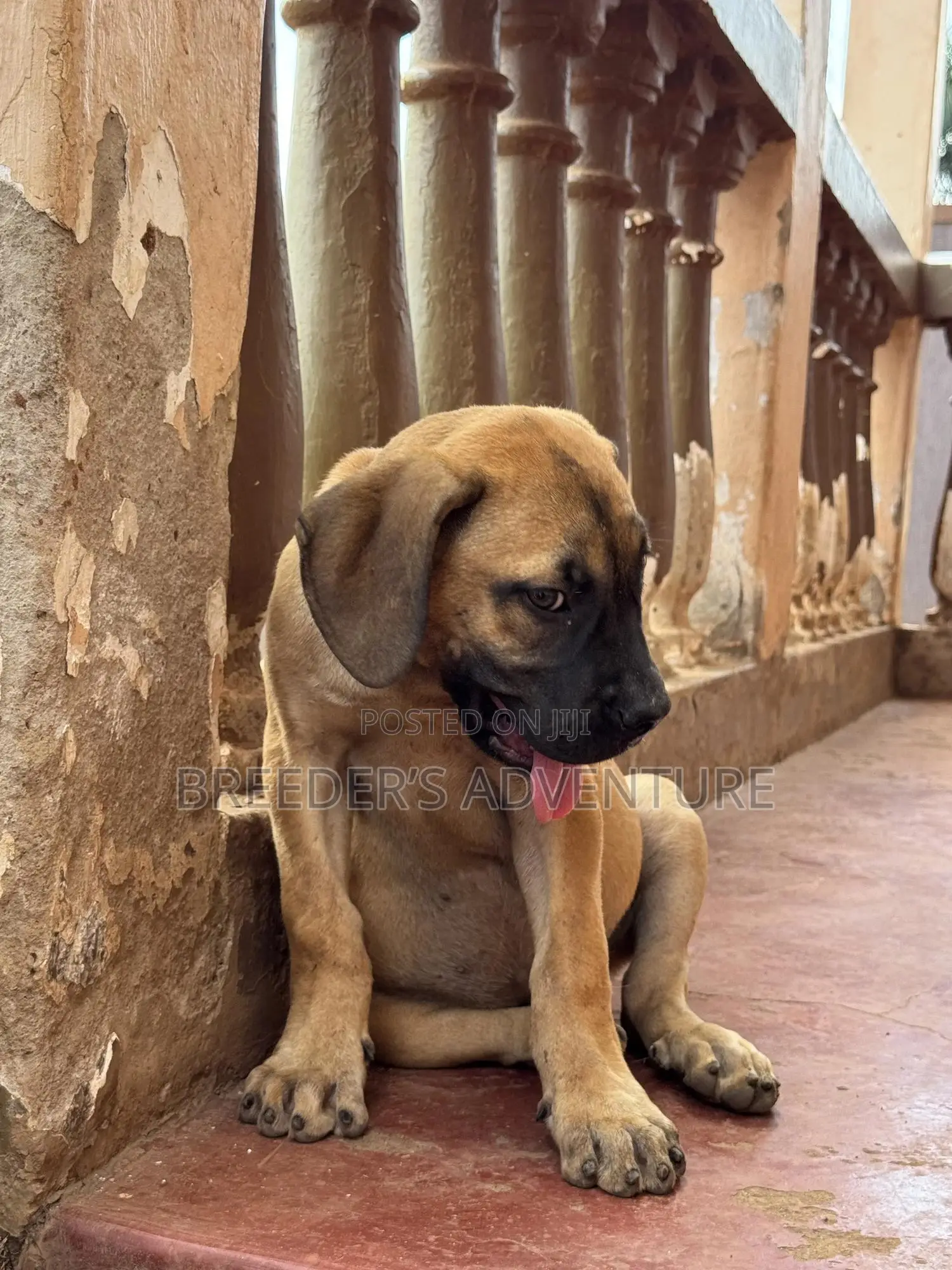1-3 months Male Purebred Boerboel