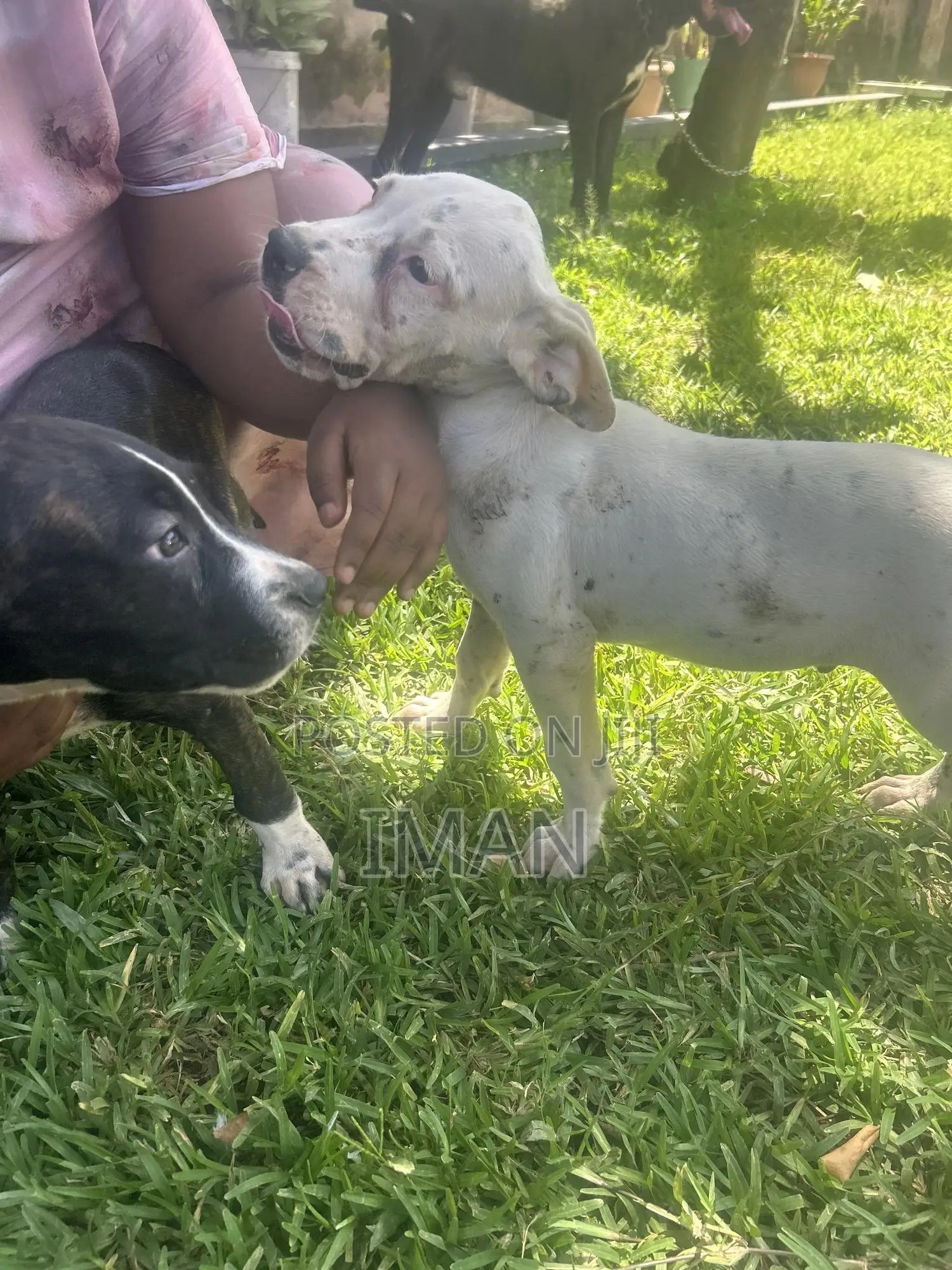 1+ year Male Purebred Boerboel
