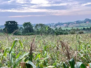 Buwava Kitukutwe Kira Municipality 10 Acres for Sale