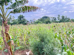 Buwava Kitukutwe Kira Municipality 10 Acres for Sale