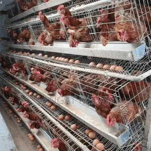 Battery Poultry Cages for Layers and Broilers