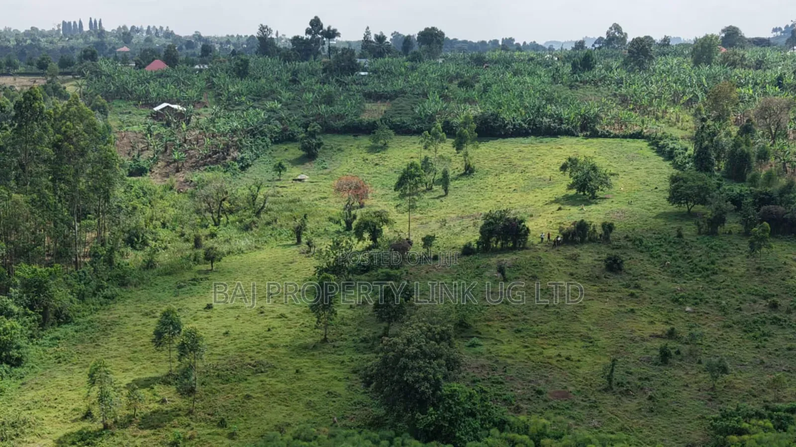 5 Acres Prime Land for Sale in Buheesi Sub-County!