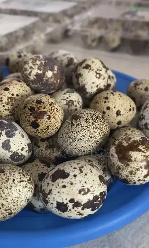 Quail Eggs