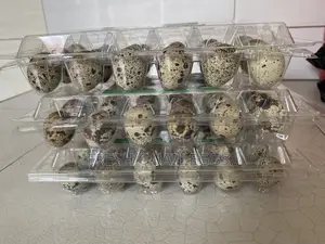 Quail Eggs