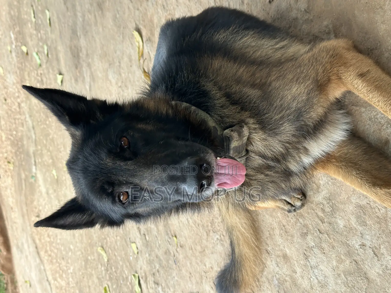 1+ year Male Purebred German Shepherd