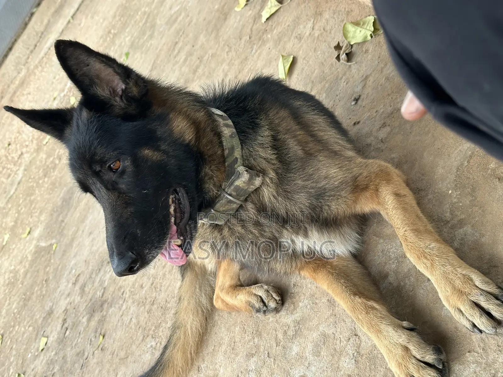 1+ year Male Purebred German Shepherd