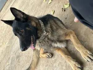 1+ year Male Purebred German Shepherd