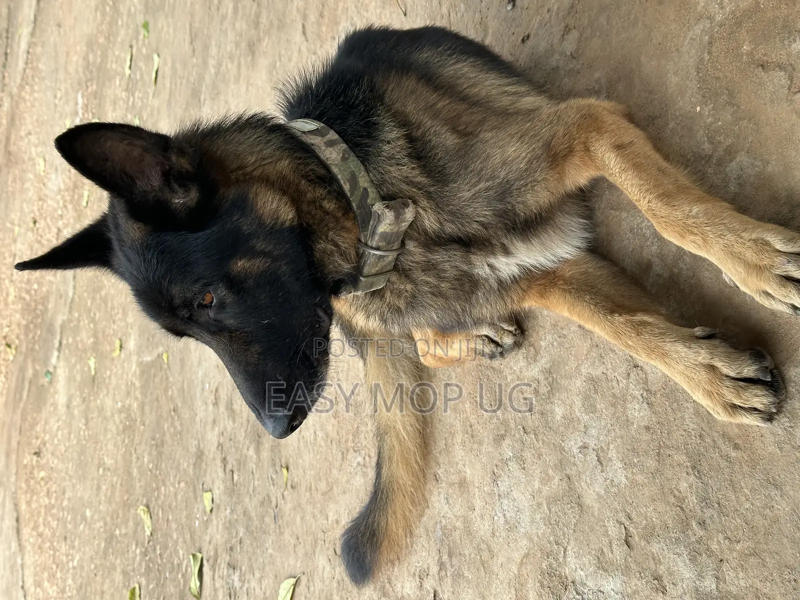 1+ year Male Purebred German Shepherd