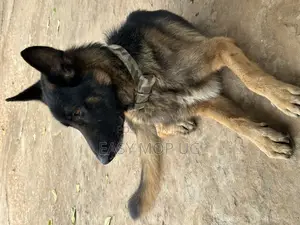1+ year Male Purebred German Shepherd