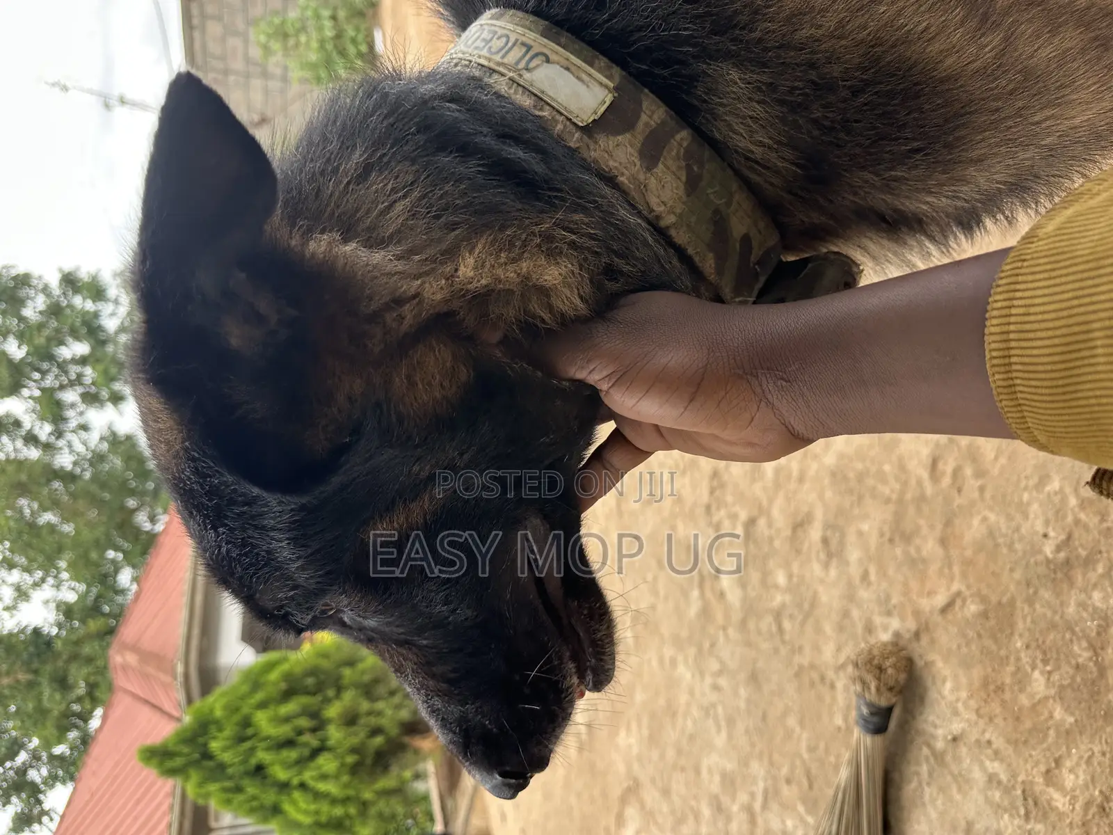 1+ year Male Purebred German Shepherd