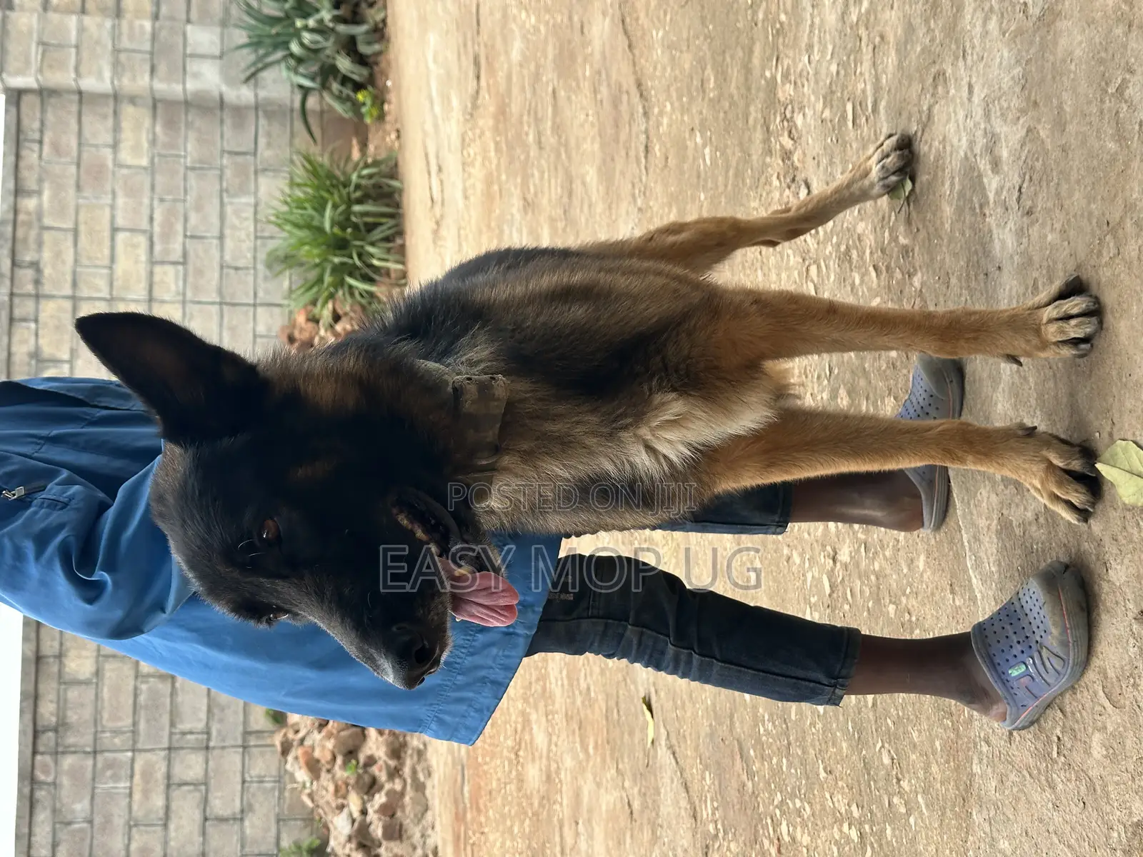 1+ year Male Purebred German Shepherd